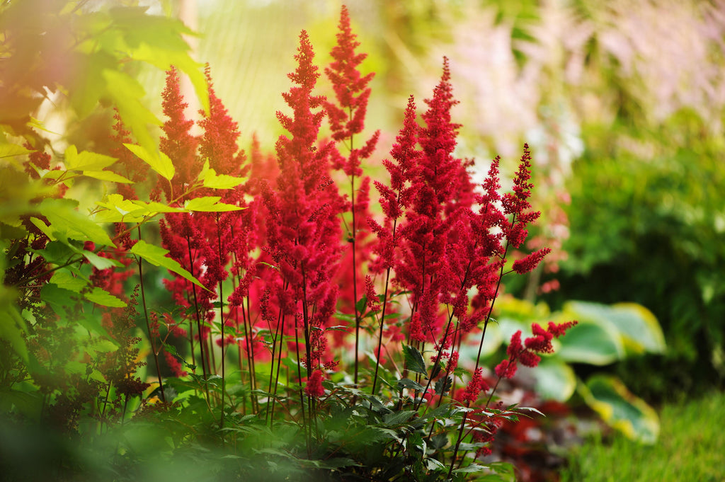 Astilbe 'Red Baron'