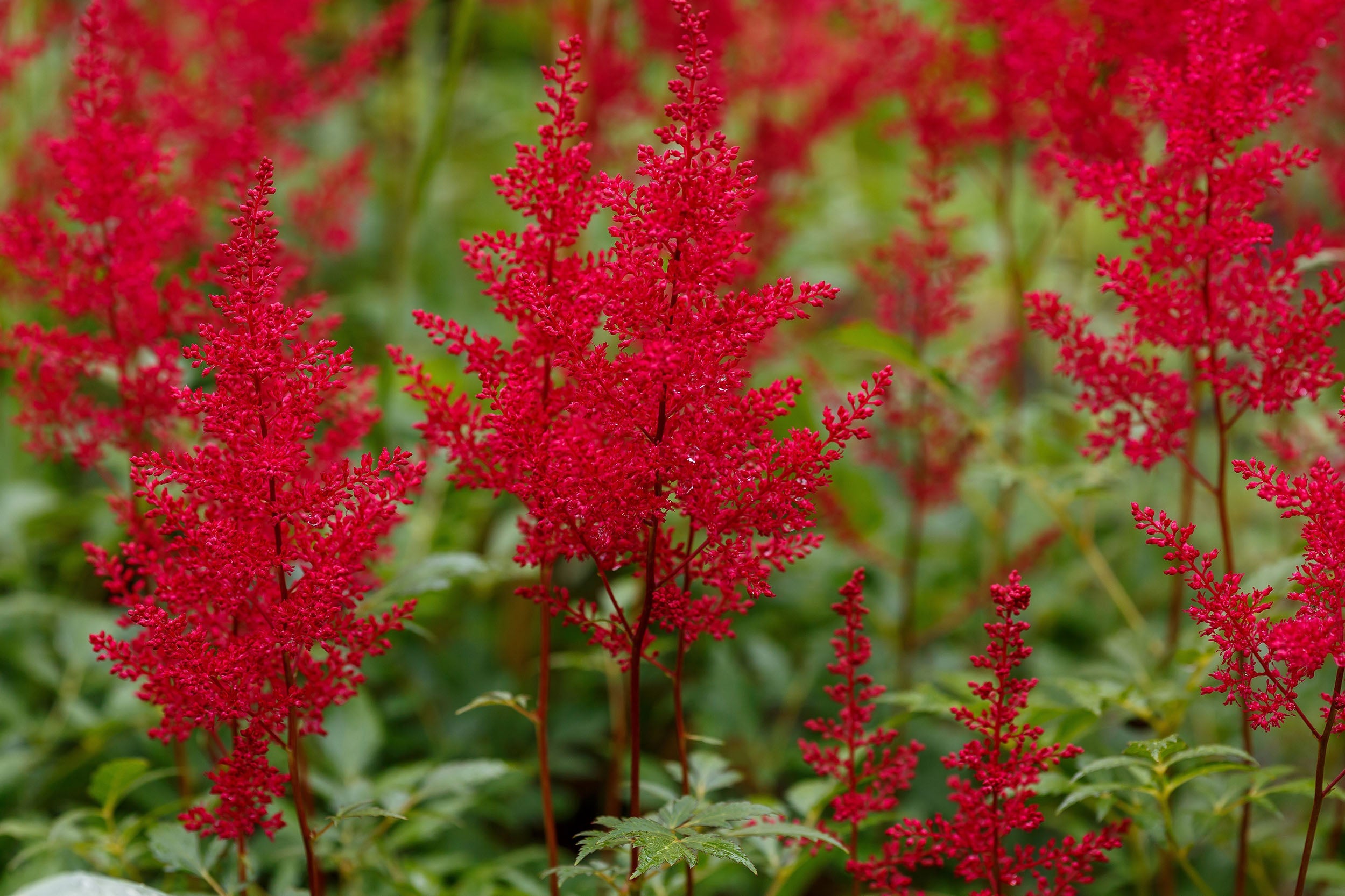 Astilbe 'Red Baron'