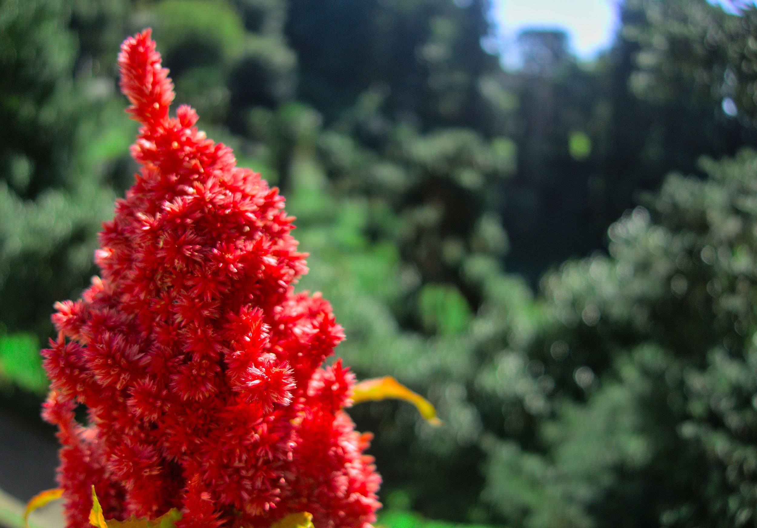 Astilbe 'Red Baron'