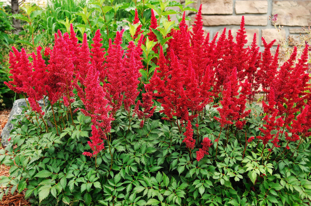 Astilbe 'Red Baron'