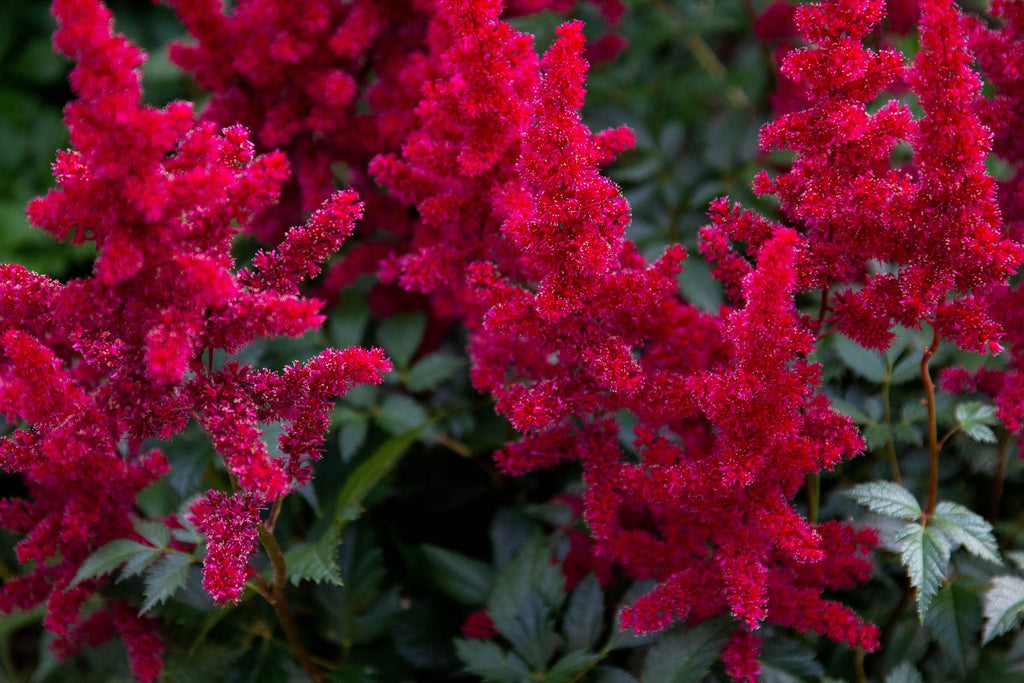 Astilbe 'Red Baron'