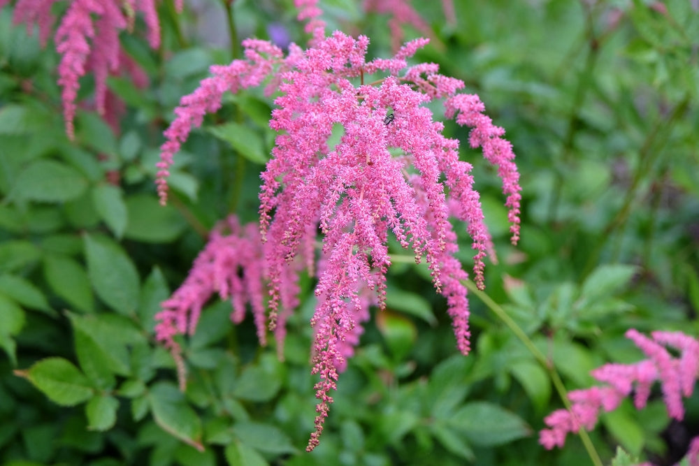Astilbe Salmon Pink 'Strassenfeder'