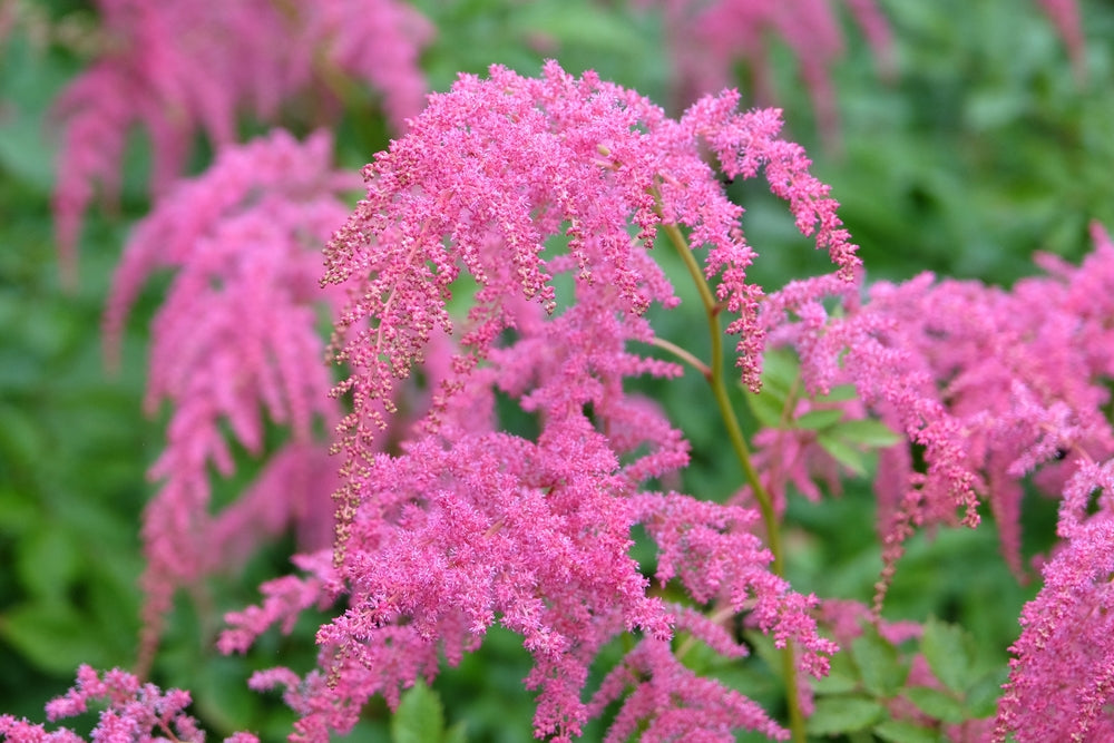 Astilbe Salmon Pink 'Strassenfeder'