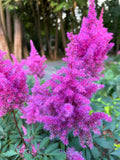 Astilbe lilac 'Purpurlanze'