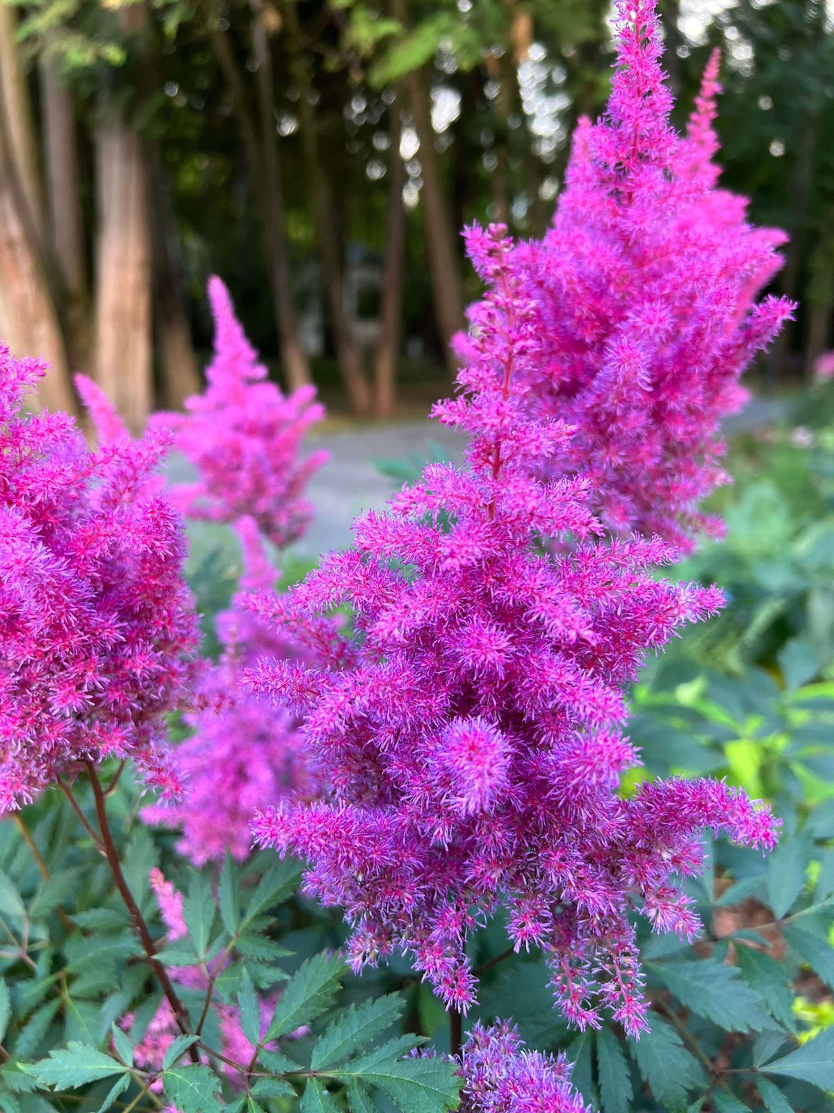 Astilbe lilac 'Purpurlanze'