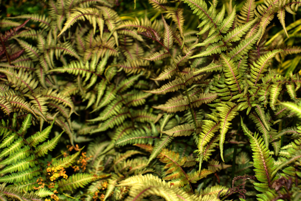 Athyrium niponicum 'Metallicum'