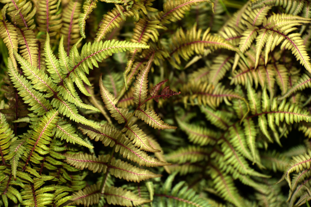 Athyrium niponicum 'Metallicum'