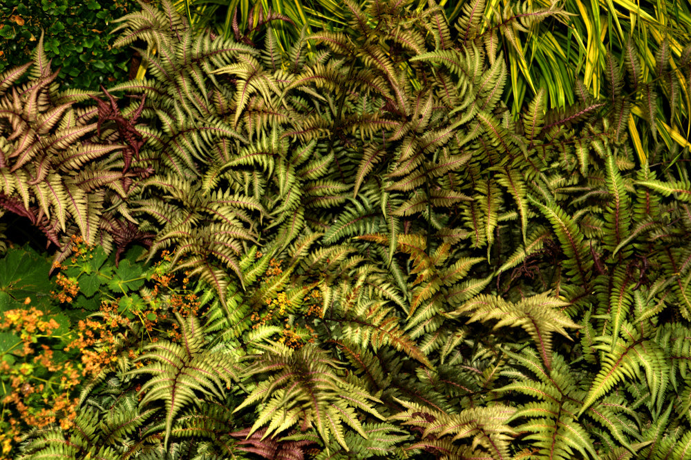 Athyrium niponicum 'Metallicum'