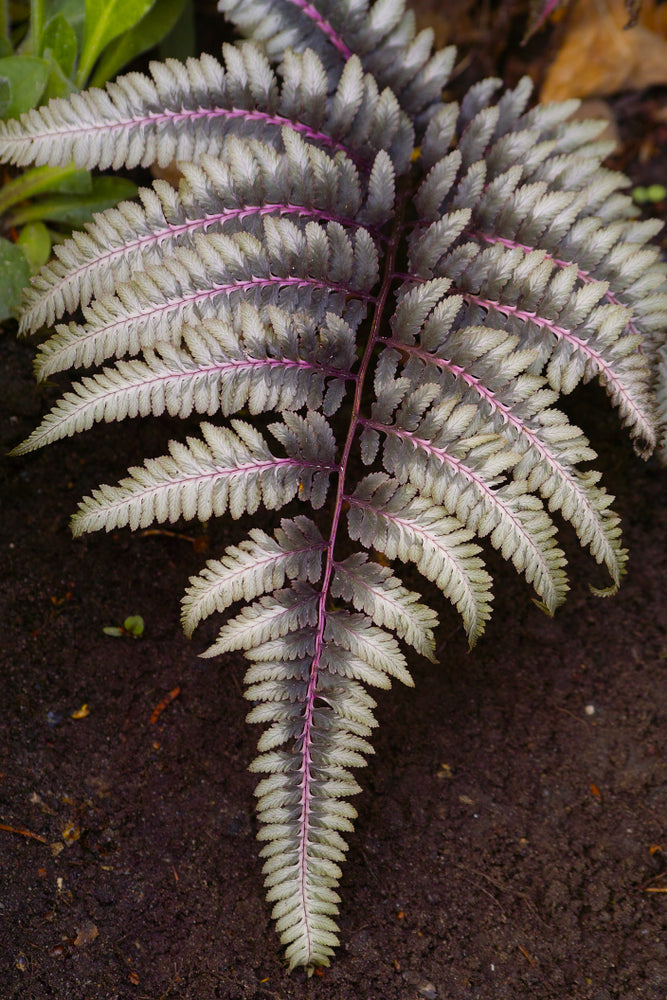 Athyrium niponicum 'Ursulas Red'