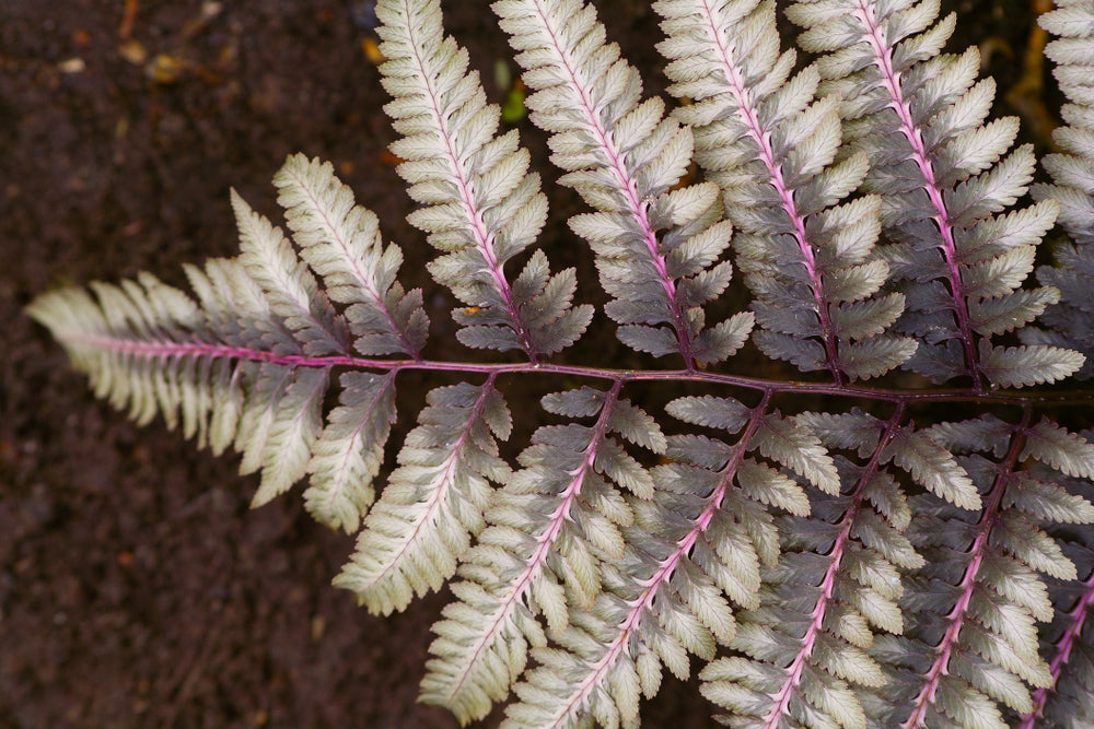 Athyrium niponicum 'Ursulas Red'