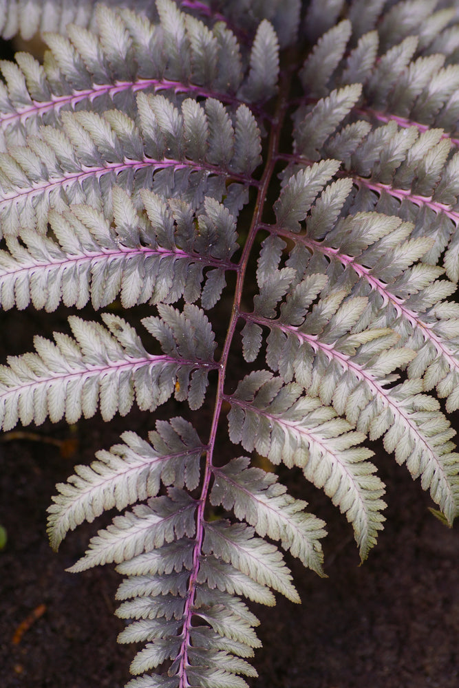 Athyrium niponicum 'Ursulas Red'