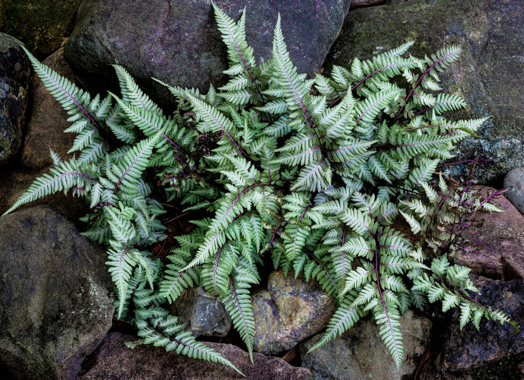Athyrium niponicum 'Ursulas Red'