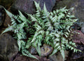 Athyrium niponicum 'Ursulas Red'
