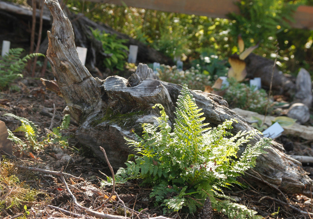 Athyrium otophorum 'Okanum'