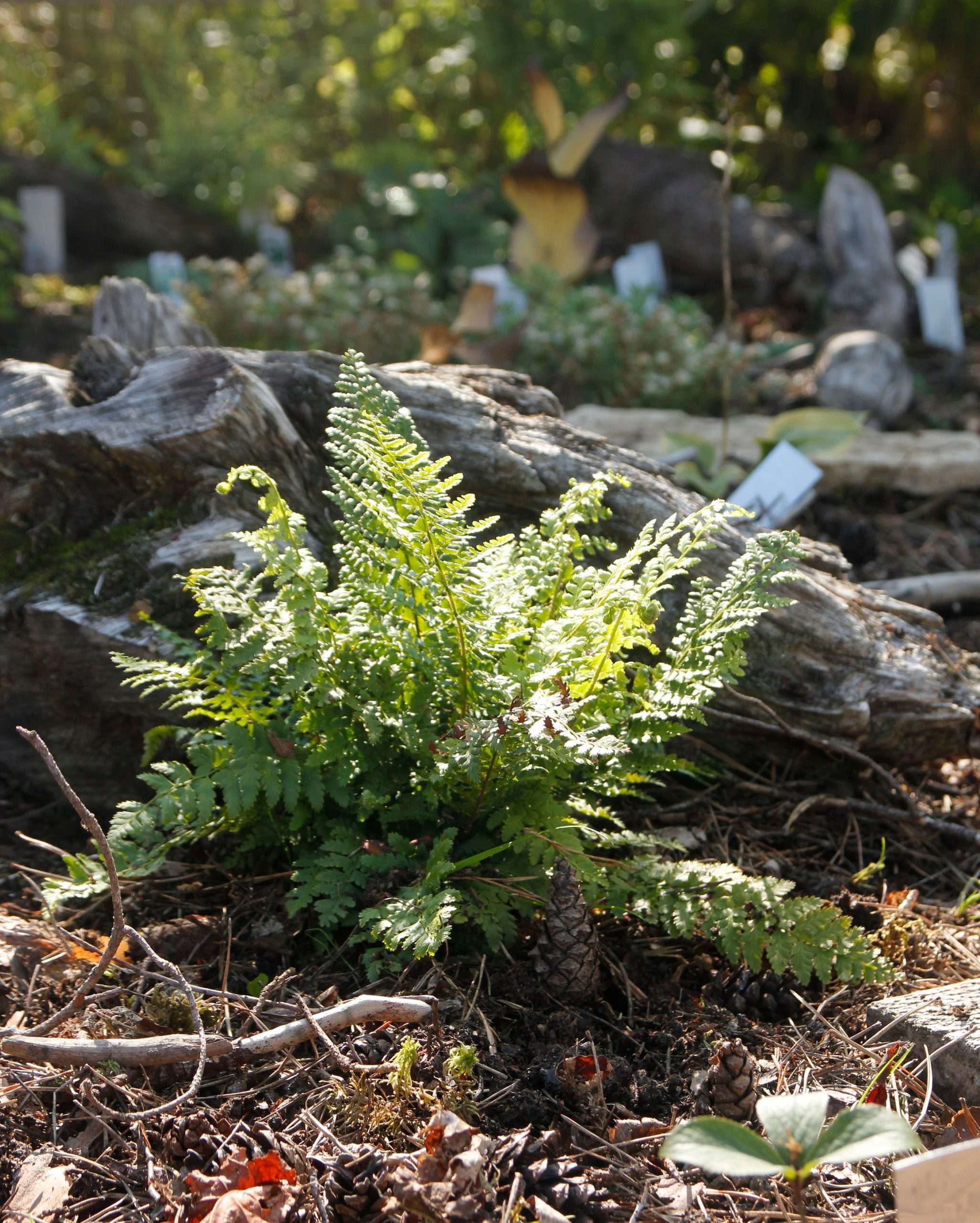 Athyrium otophorum 'Okanum'