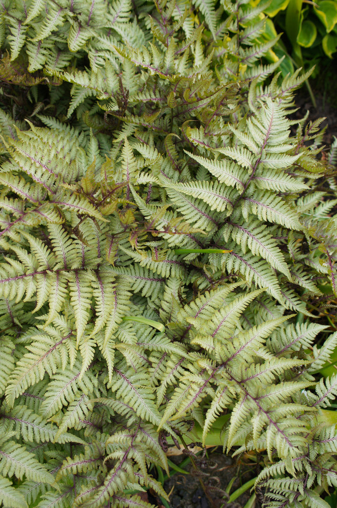 Athyrium niponicum 'Pewter Lace'