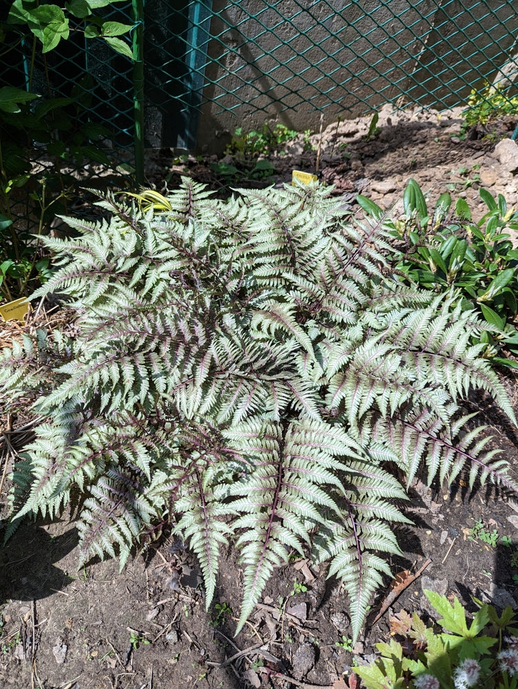 Athyrium niponicum 'Pewter Lace'