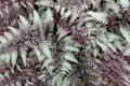 Athyrium niponicum 'Red Beauty'
