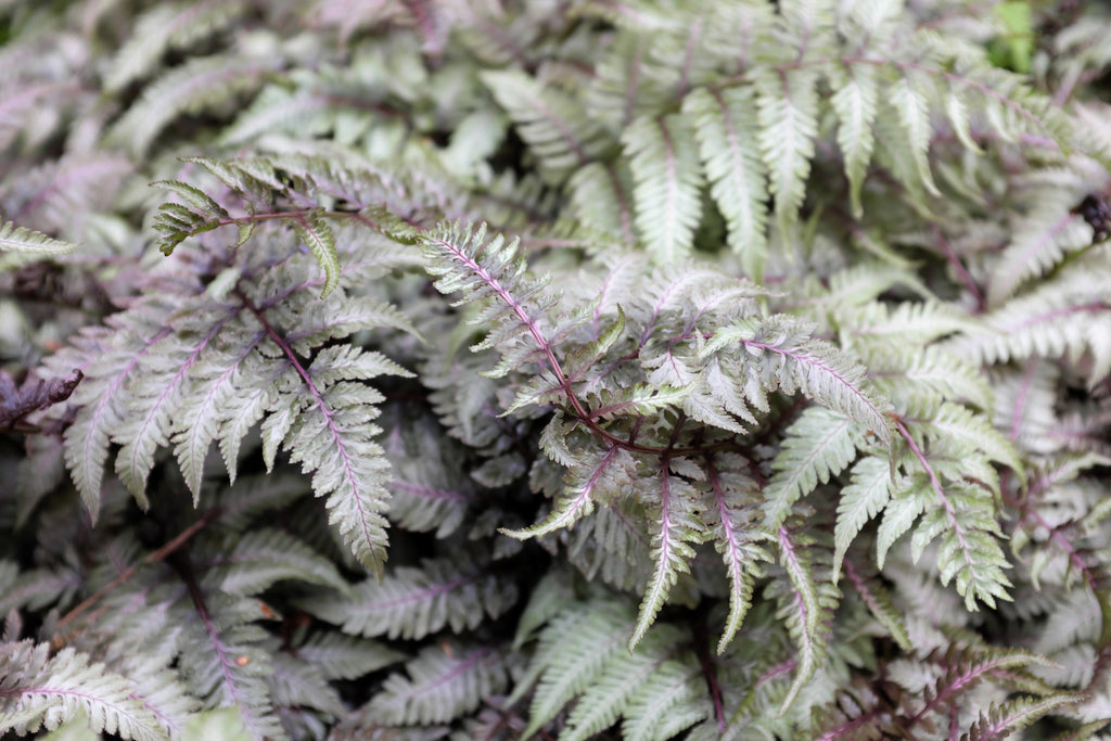 Athyrium niponicum 'Red Beauty'