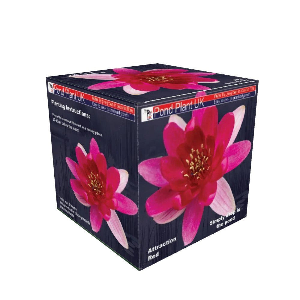 Pond Plant UK Attraction Red Boxed Water Lily
