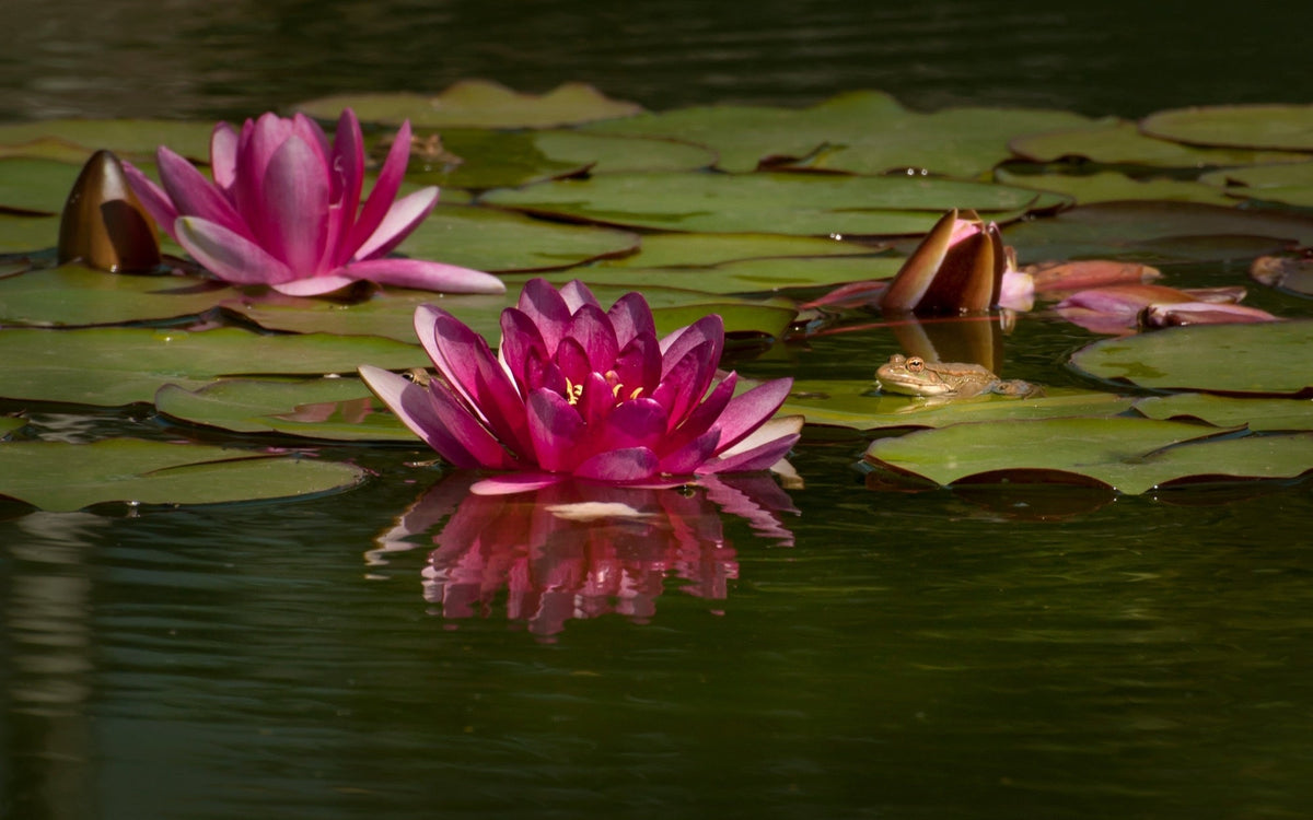 Nymphaea 'Attraction'