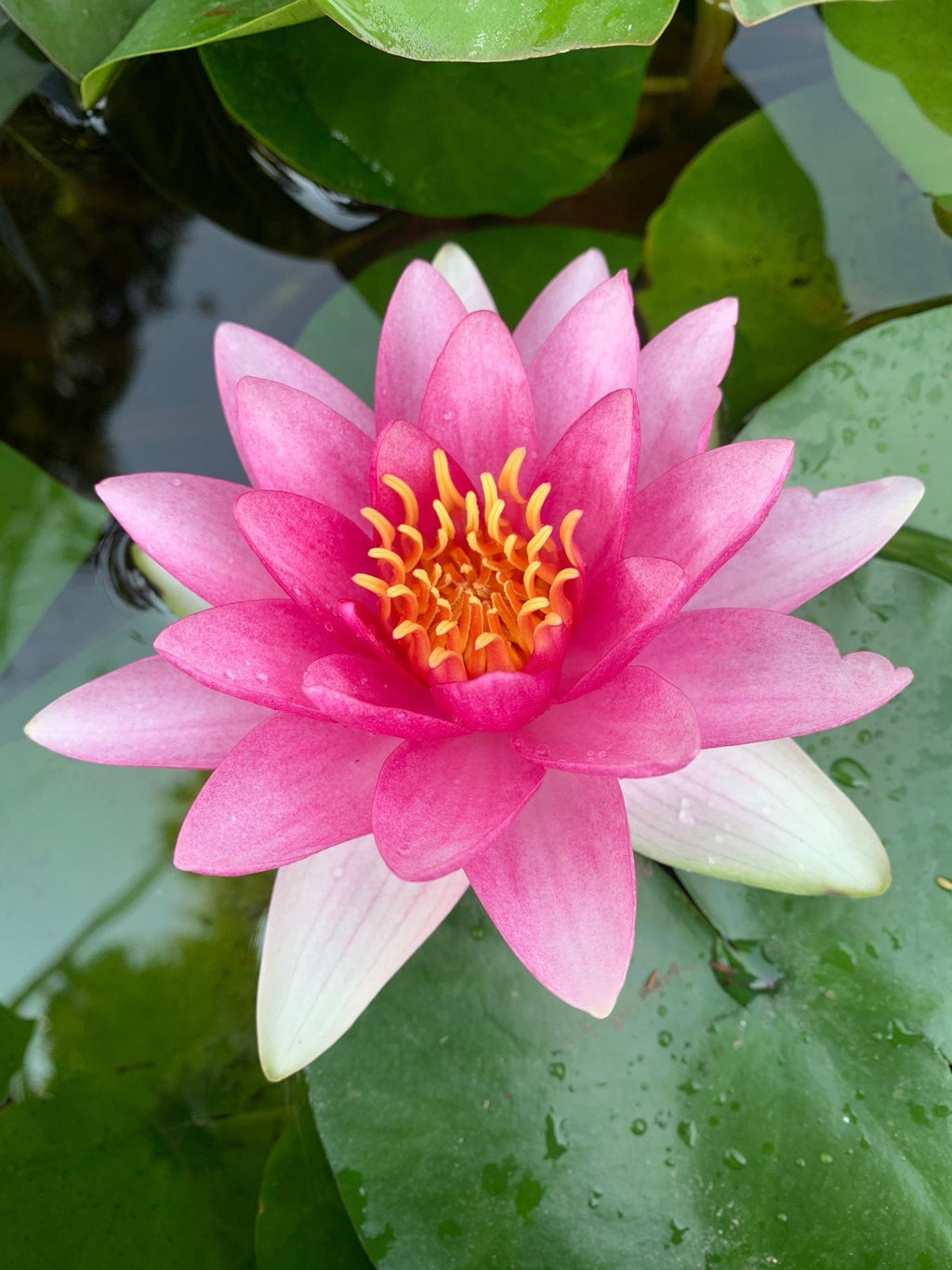 Nymphaea 'Attraction'