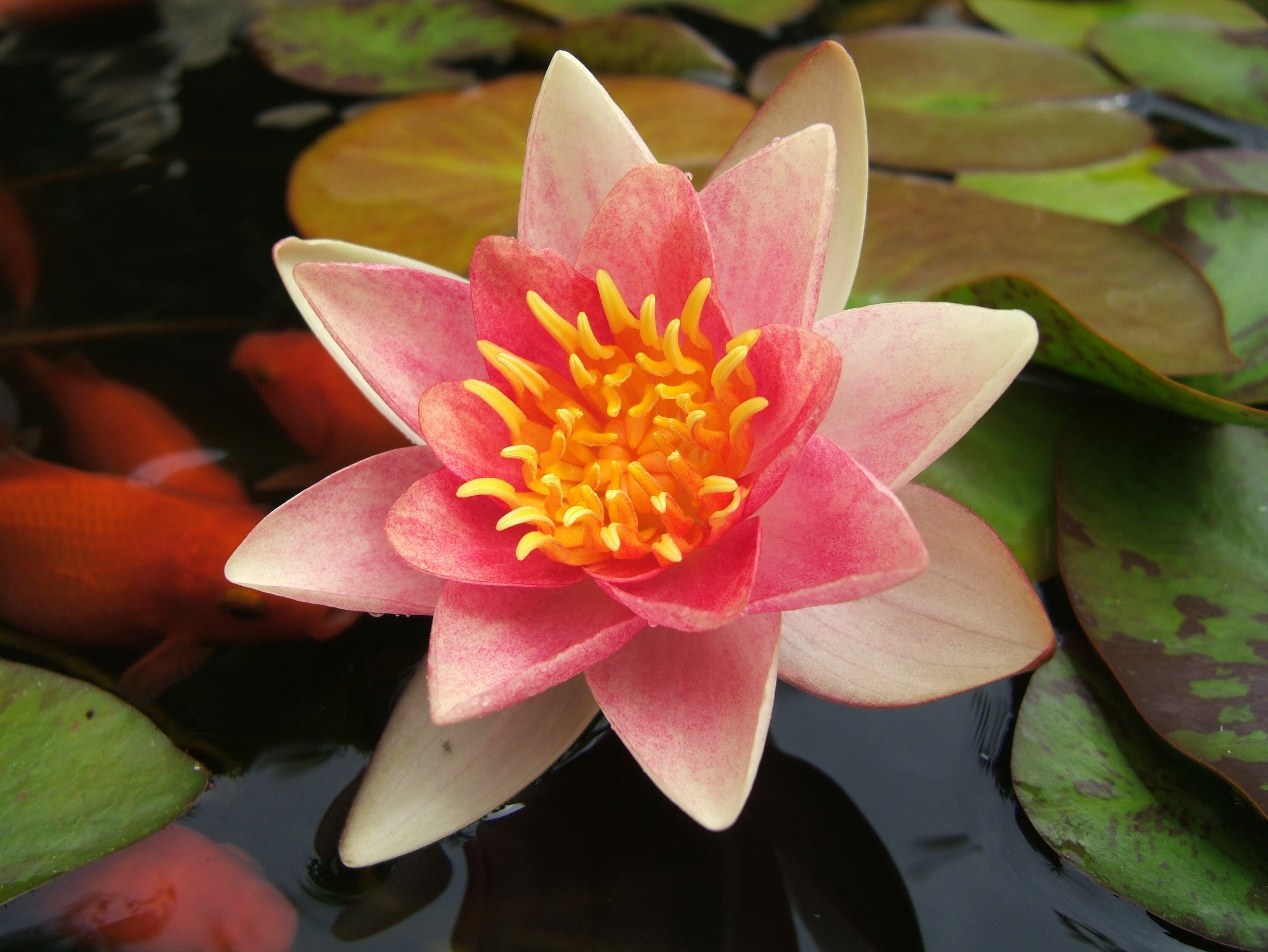 Nymphaea 'Aurora'