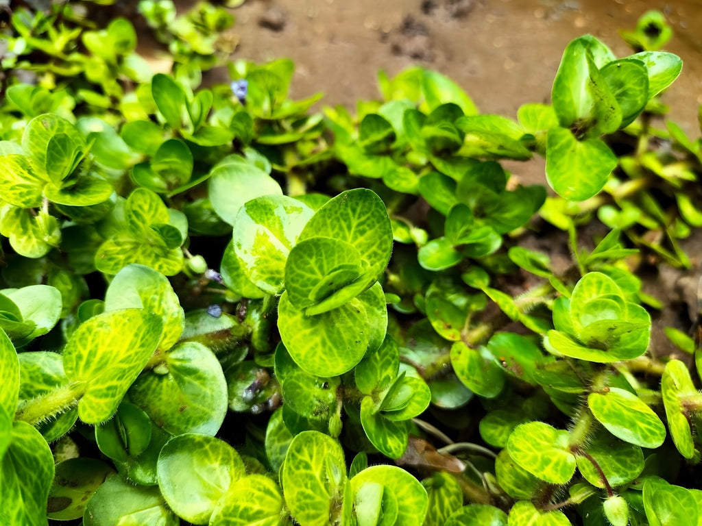 Bacopa caroliniana variegated