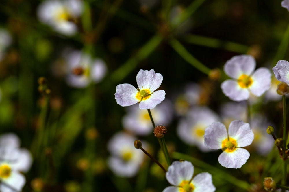 Baldellia ranunculoides