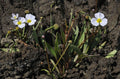 Baldellia ranunculoides
