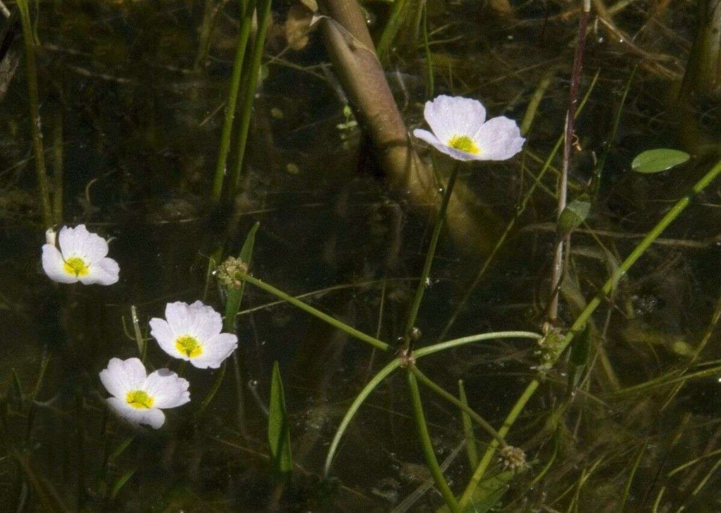 Baldellia ranunculoides