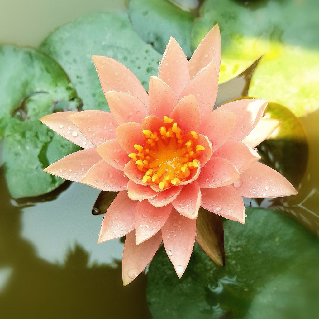 Nymphaea 'Barbara Dobbins'