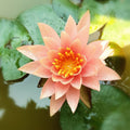Nymphaea 'Barbara Dobbins'