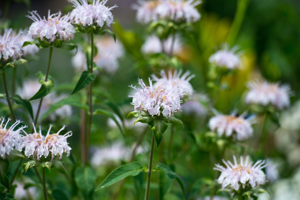 Monarda 'Bee-Bright'