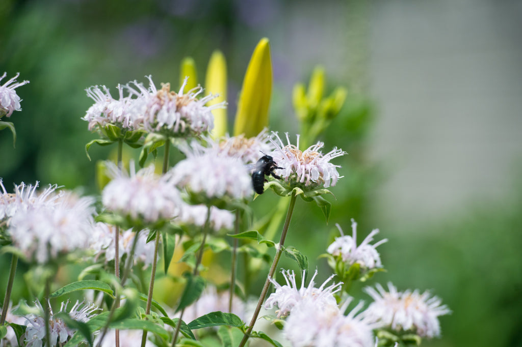 Monarda 'Bee-Bright'