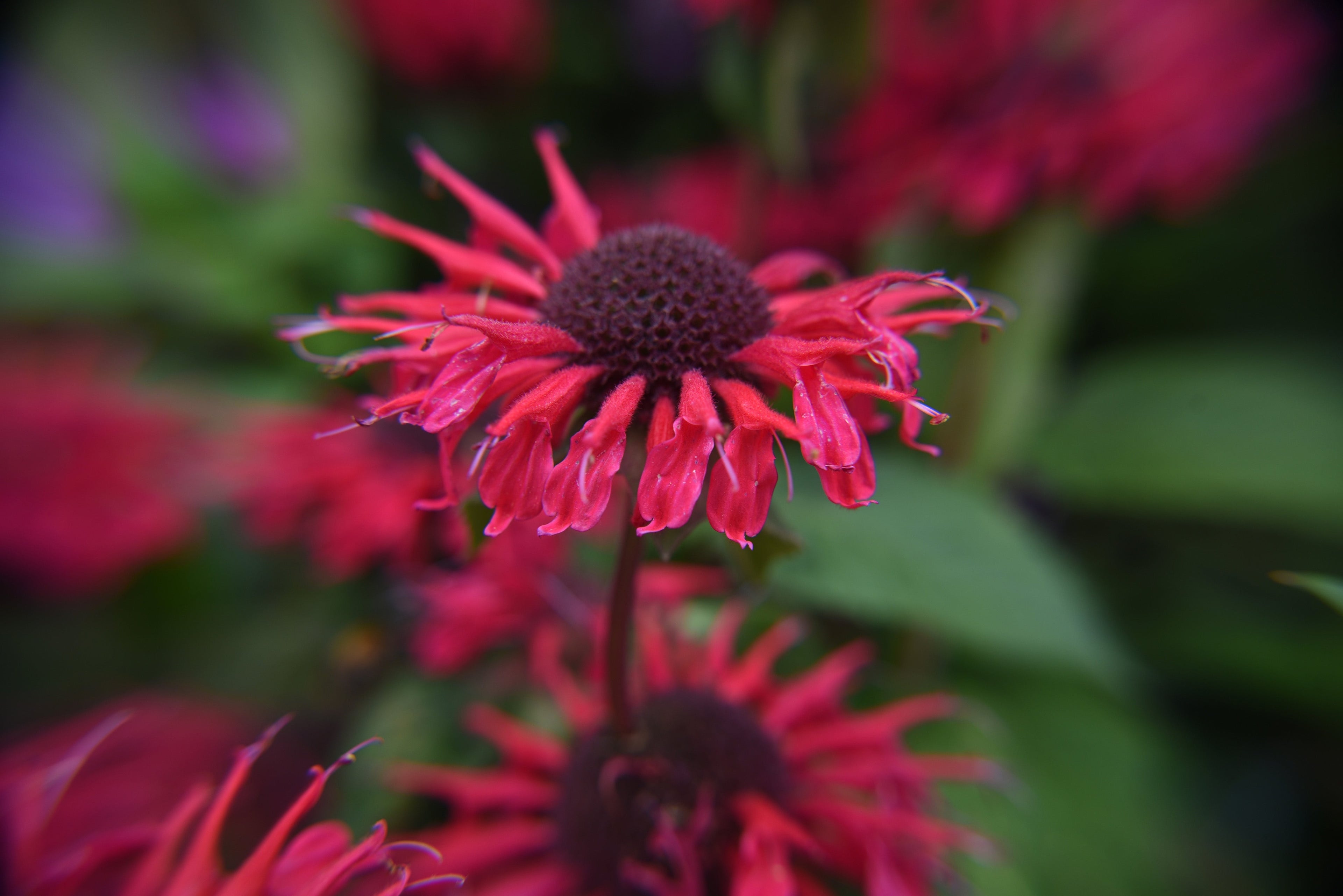 Monarda 'Bee-Happy'