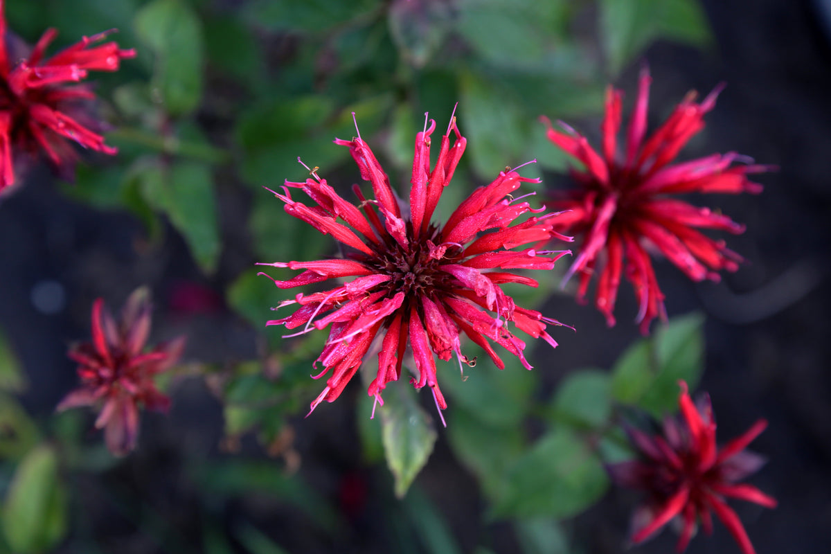 Monarda 'Bee-Happy'