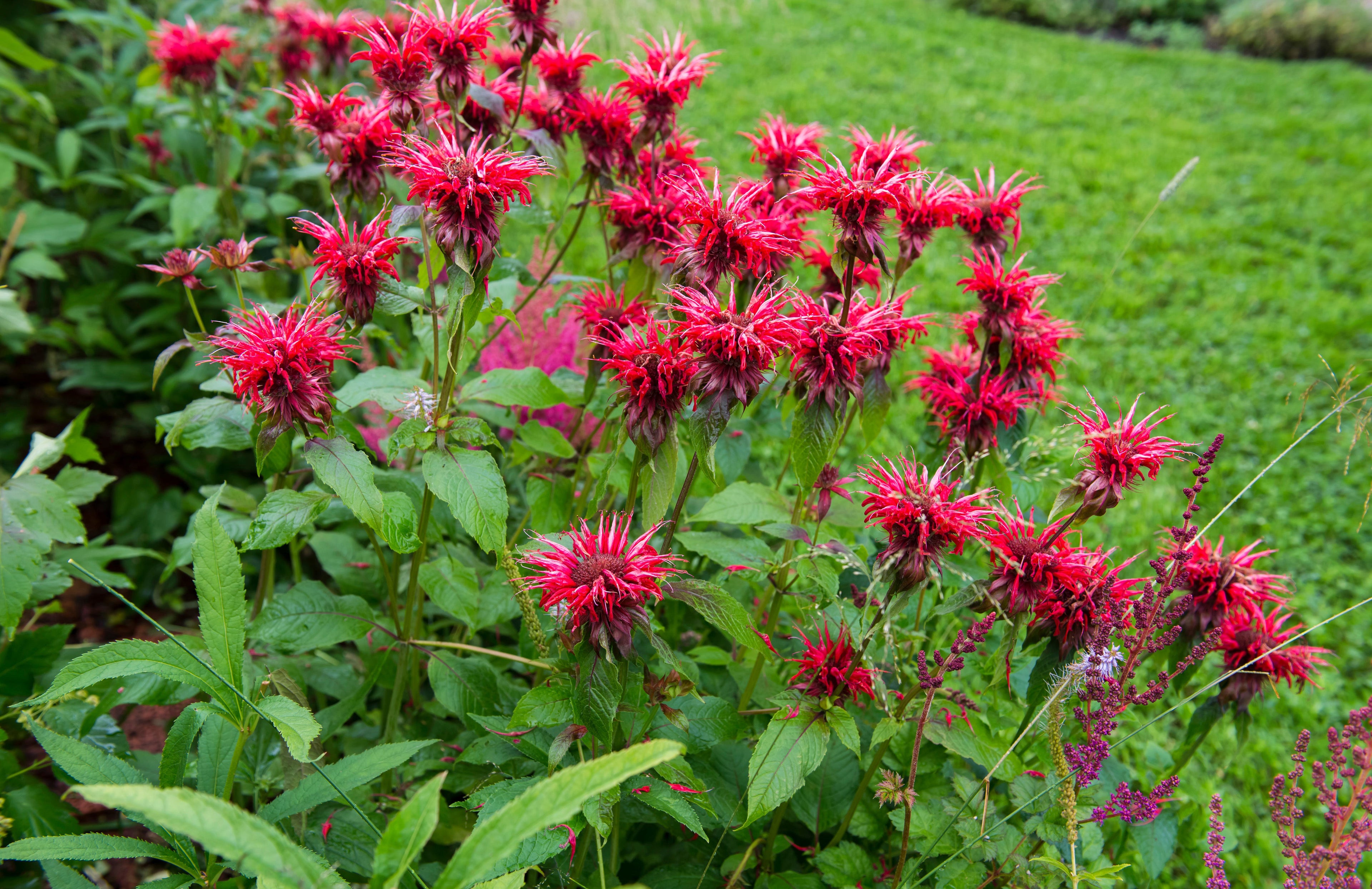 Monarda 'Bee-Happy'