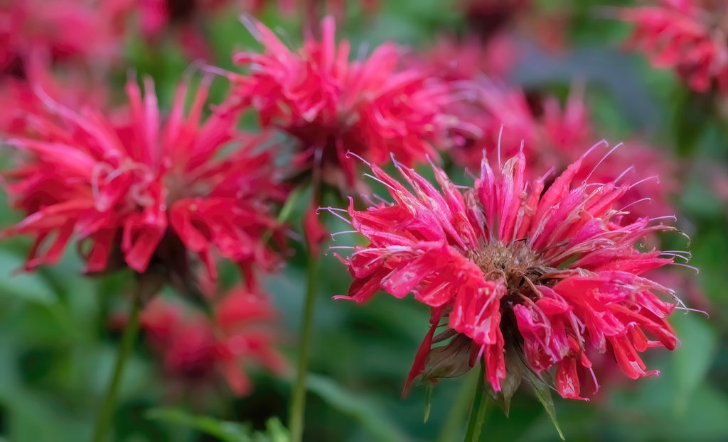 Monarda 'Bee-Happy'