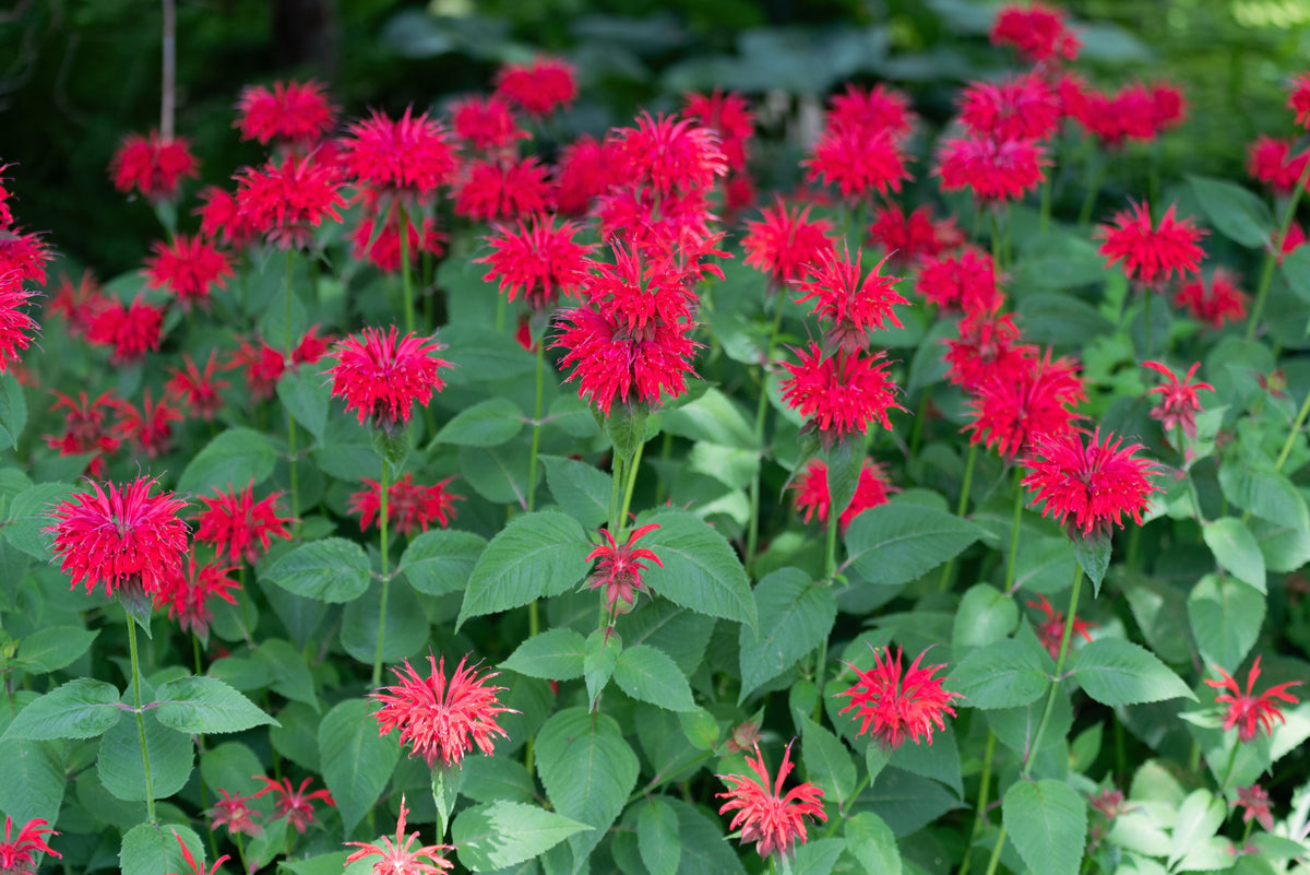 Monarda 'Bee-Happy'