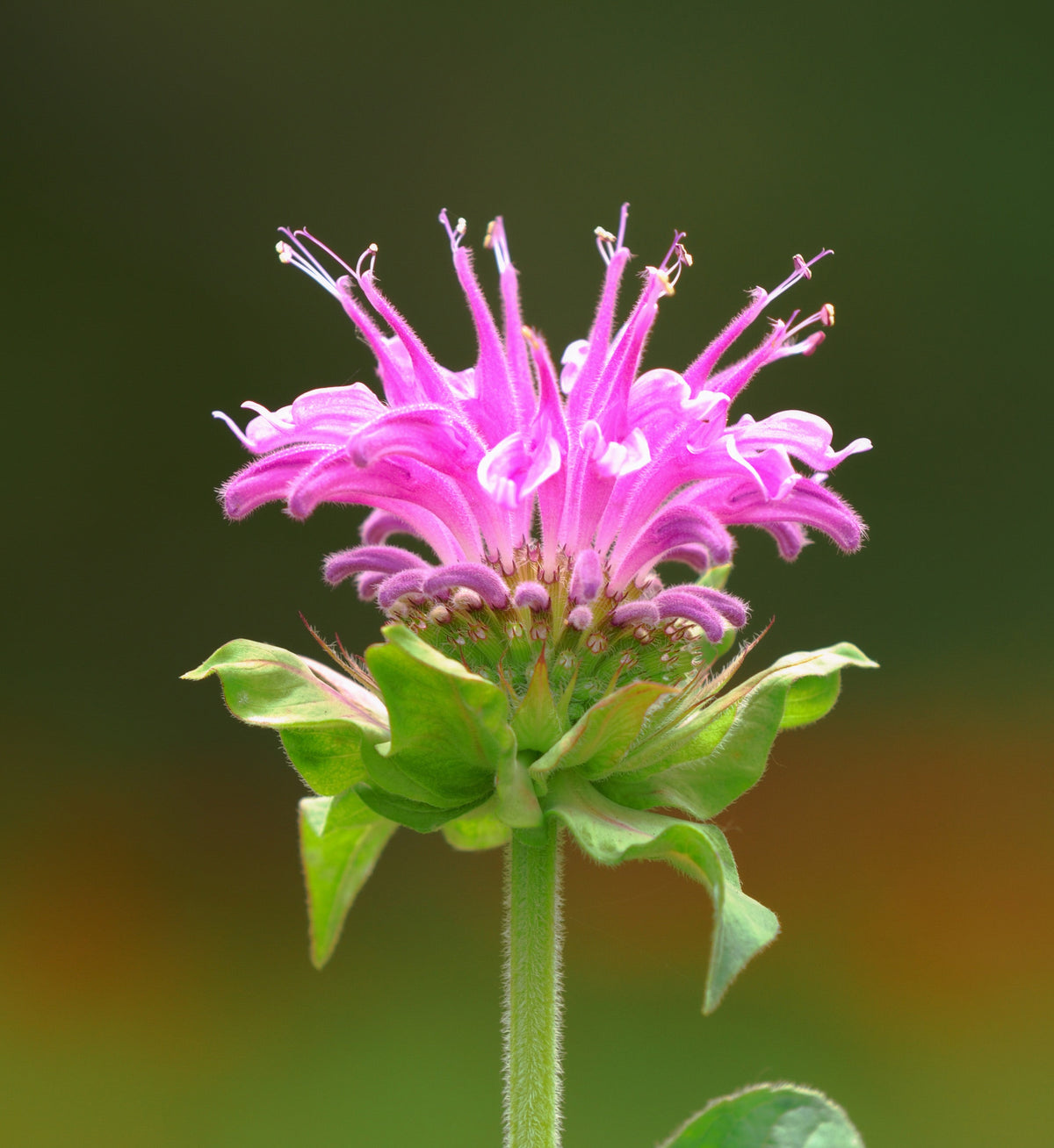 Monarda 'Bee-Lieve'
