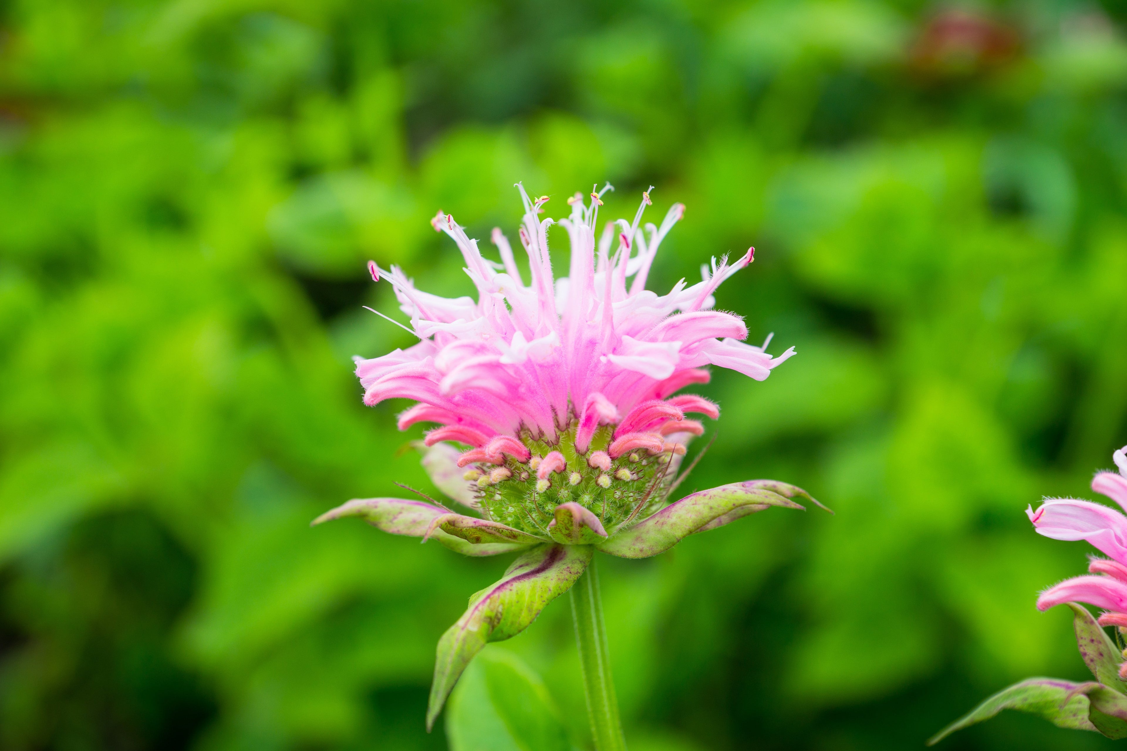 Monarda 'Bee-Lieve'