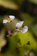 Sagittaria australis 'Benni'