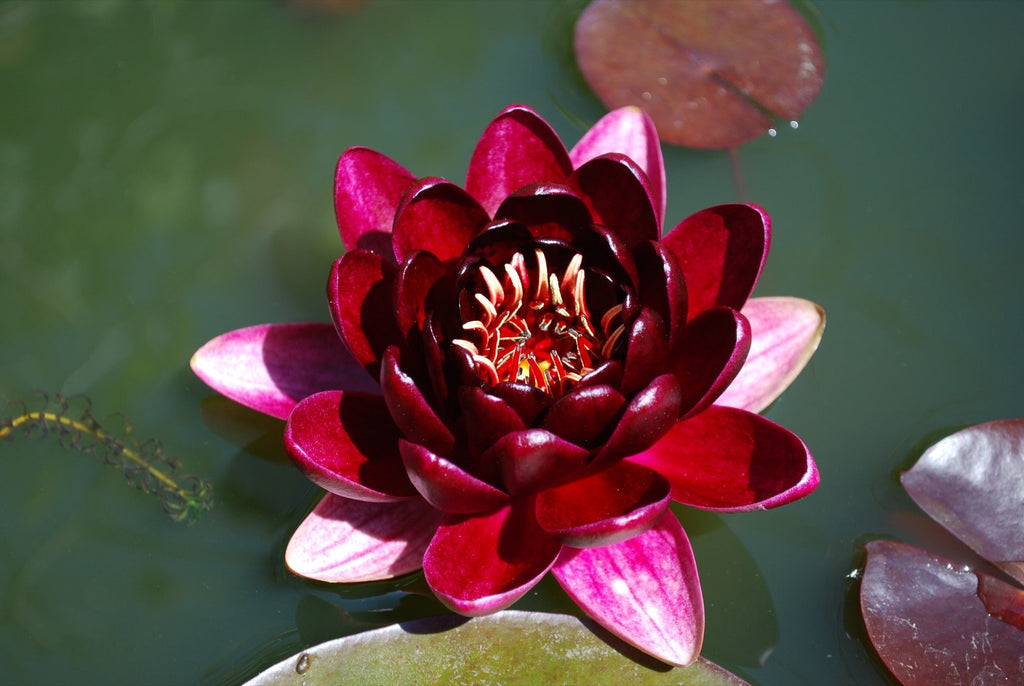 Nymphaea 'Black Princess'