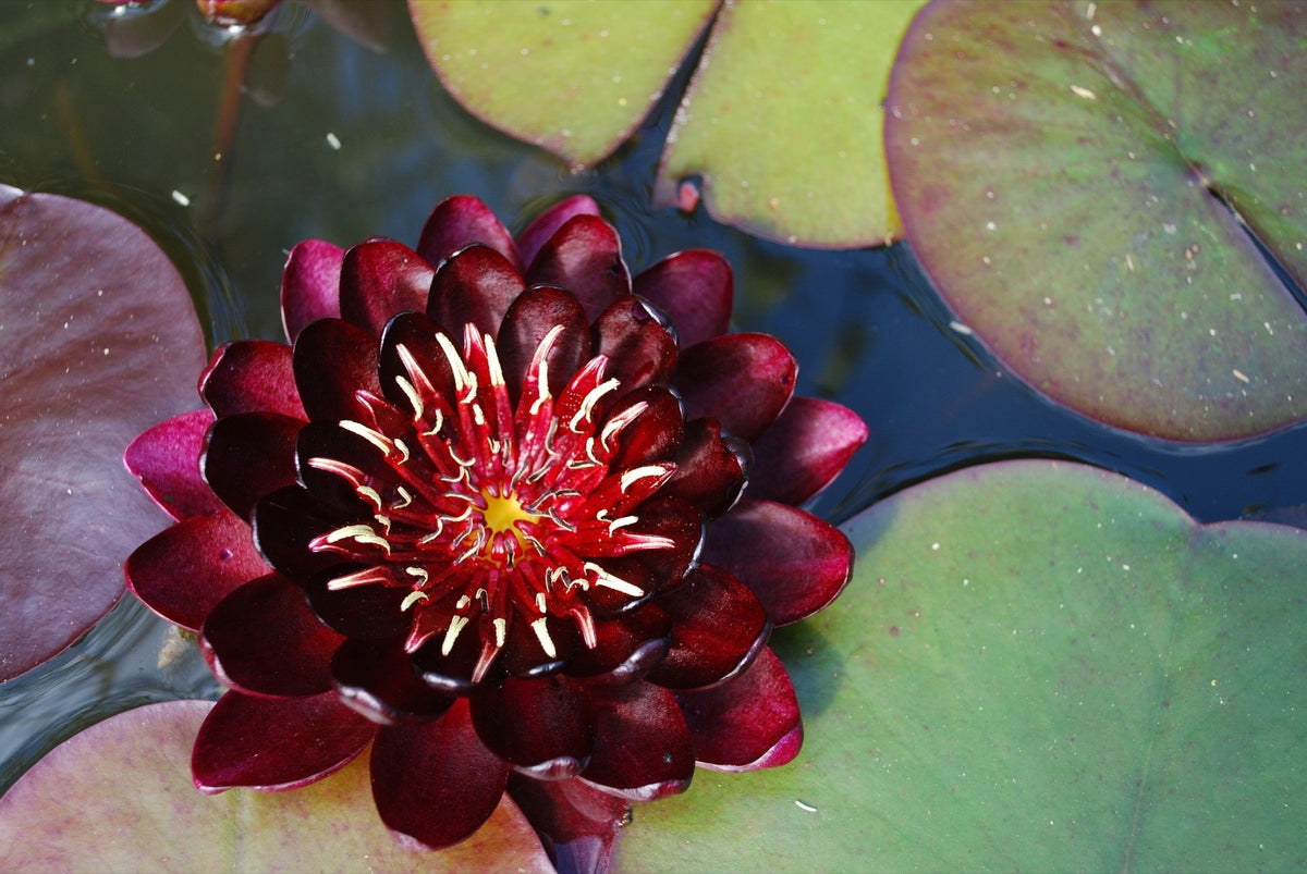 Nymphaea 'Black Princess'