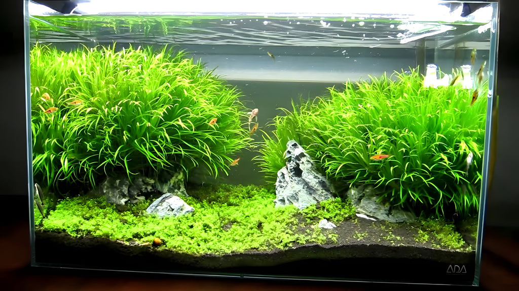 Blyxa japonica