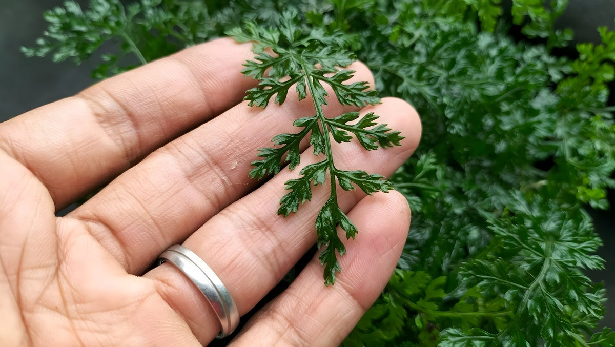 Bolbitis difformis