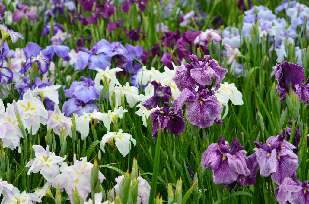 Iris ensata 'Breeders Mix'