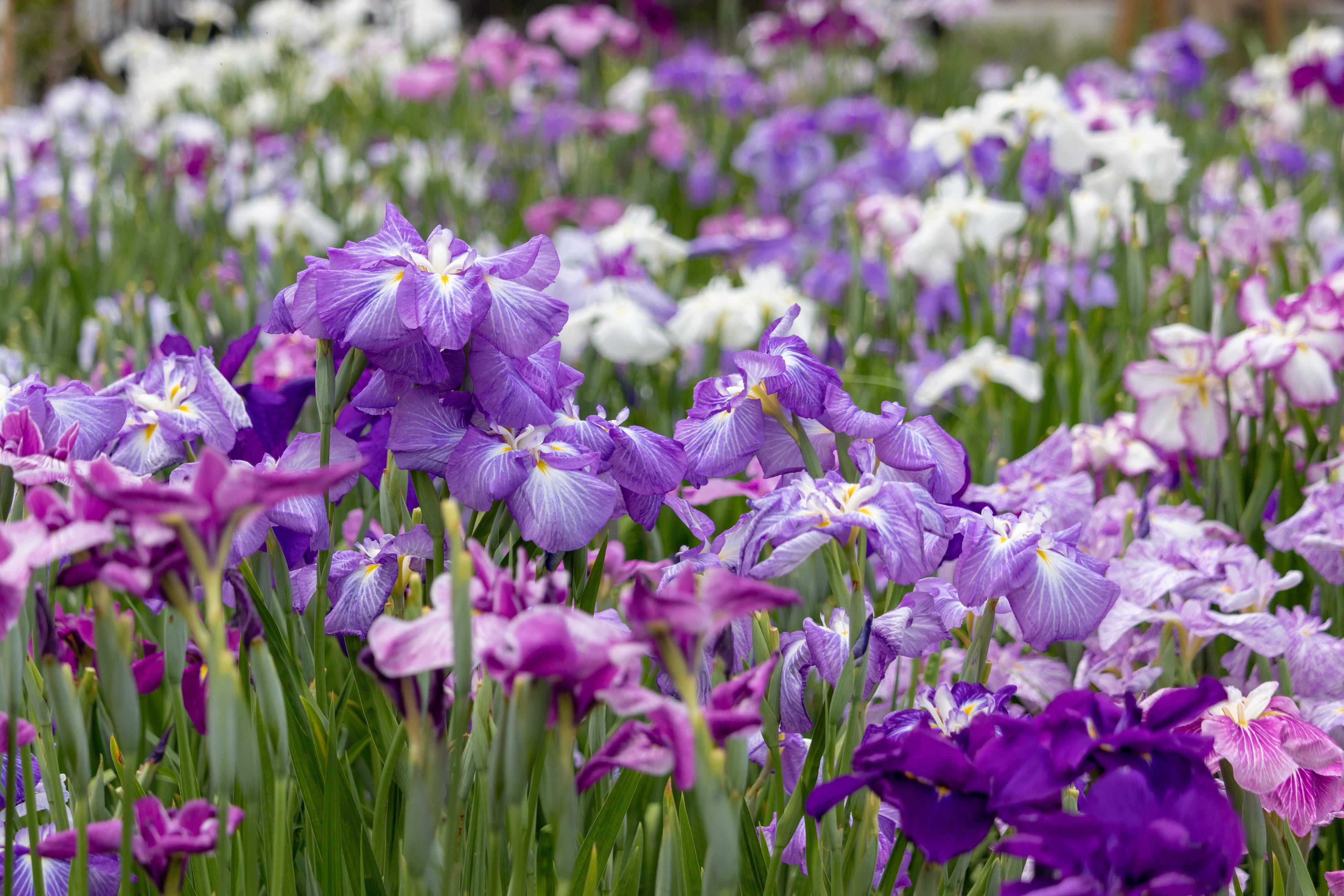 Iris ensata 'Breeders Mix'