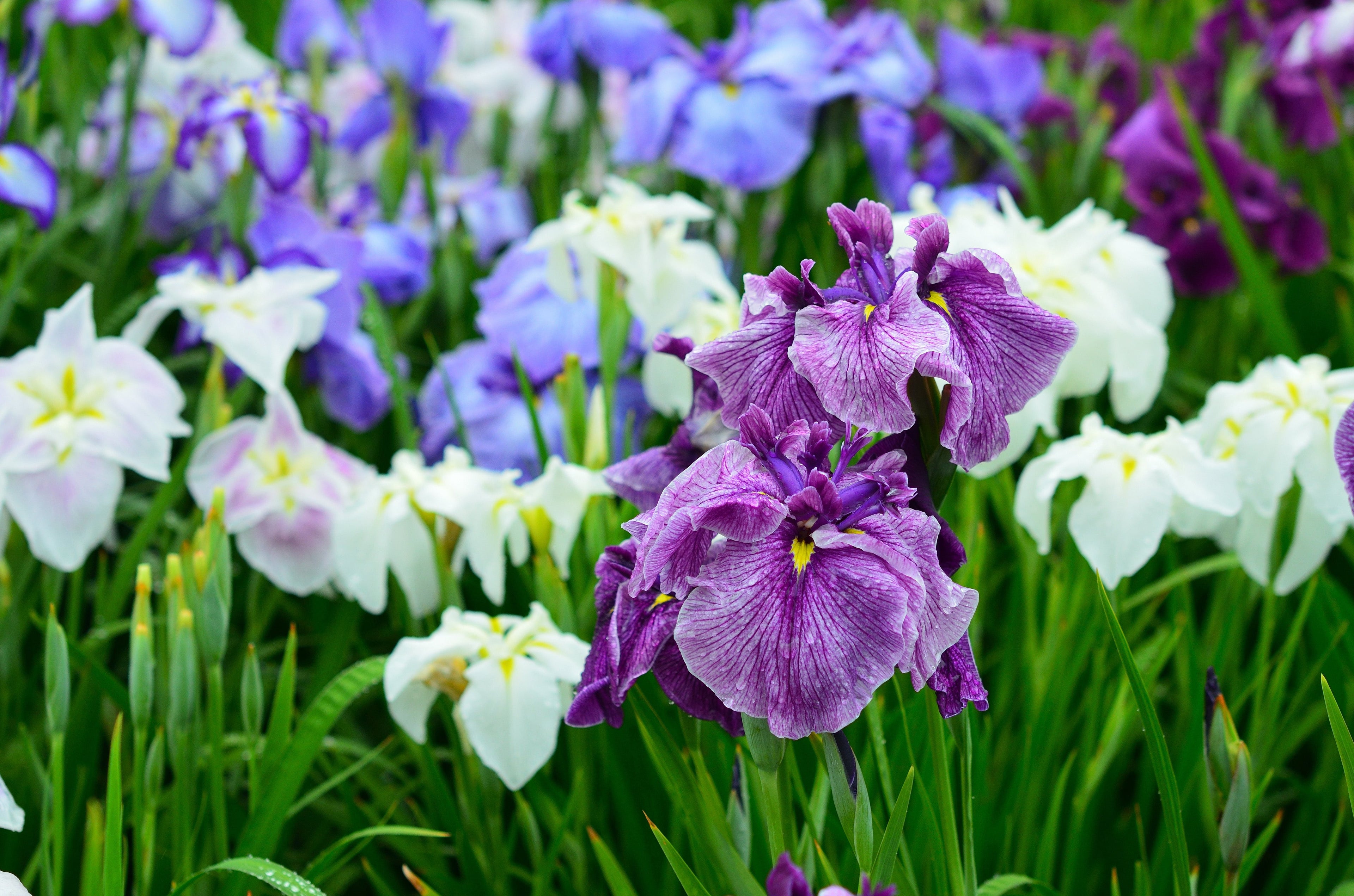 Iris ensata 'Breeders Mix'